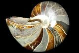 Polished Fossil Nautilus - Madagascar #113528-1